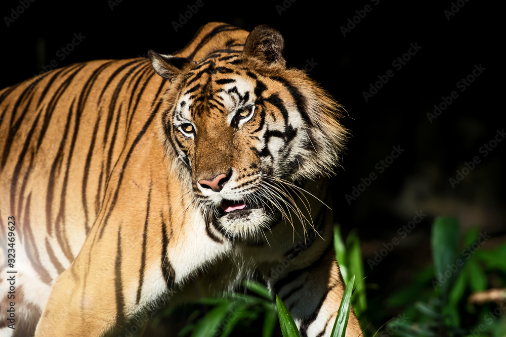 Obraz premium The tiger is looking for food in the forest. (Panthera tigris corbetti) in the natural habitat, wild dangerous animal in the natural habitat, in Thailand.