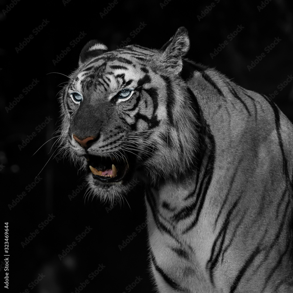 Obraz premium Close-Up tiger.