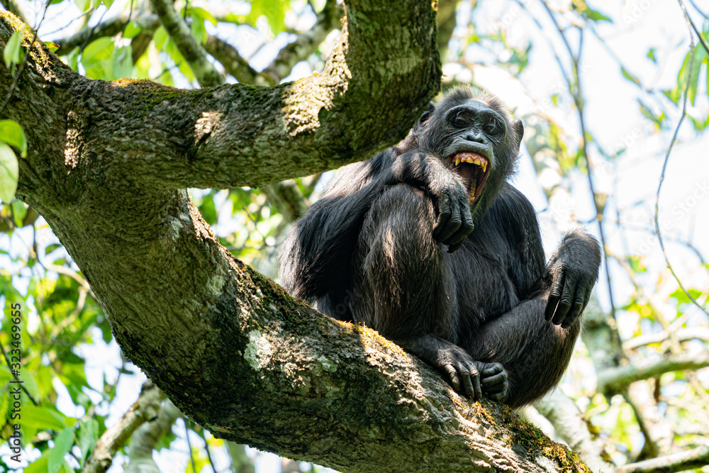 Obraz premium uganda kibale forest chimp chimpanzee