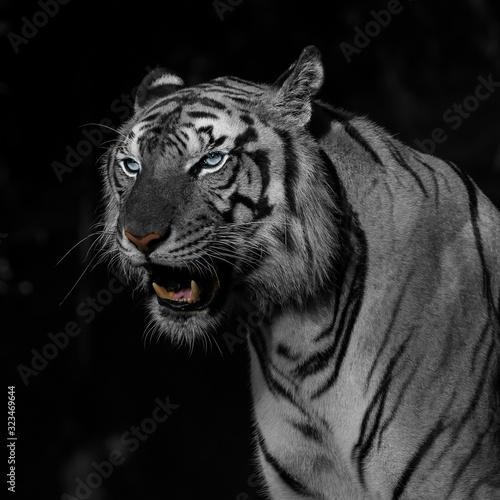 Close-Up tiger. © ake