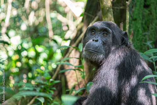 uganda kibale forest chimp chimpanzee Fototapet