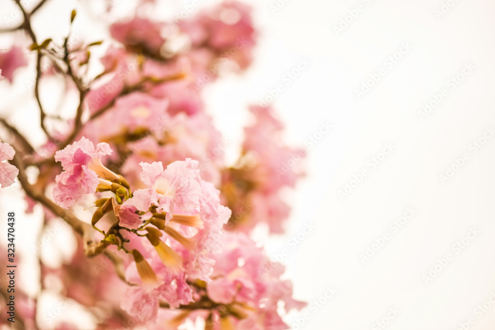 Pink rosy trumpet tree isolated on white