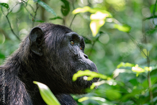 uganda wildlife kibale chimp chimpanzee portrait close up