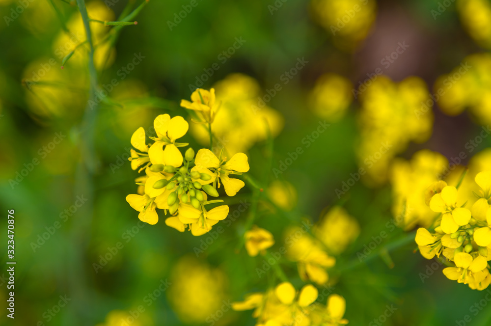 Mustard Flower petals with Blurry background and Foreground. Selective Focus is used.