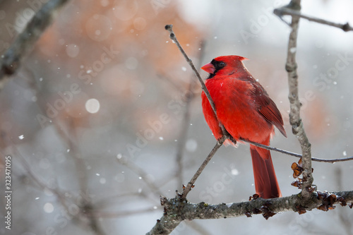 Photographie Red male cardinal bird in snow