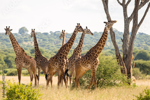Photography Group of six giraffes in Tarangire National Park