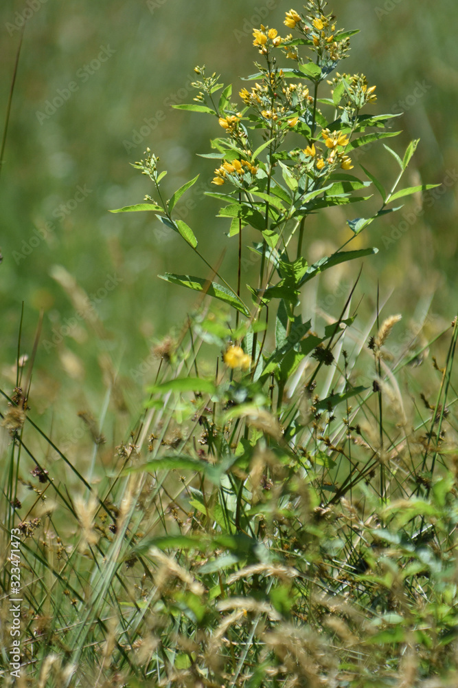 gelbe Blüten im Gras gelbe Blüten im Gras