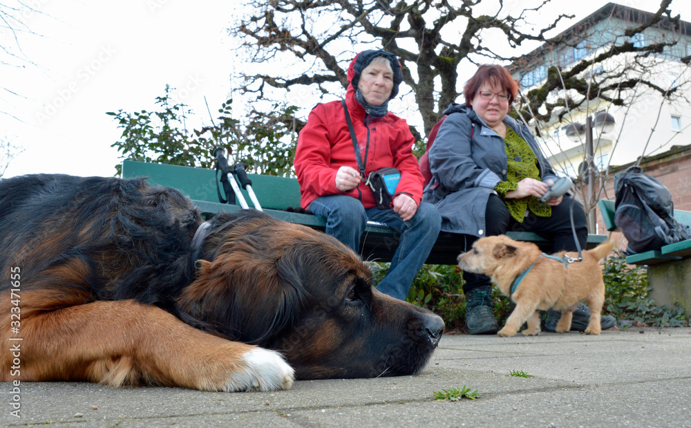 Frauen Mit Hunden Ein Unwiderstehliches Duo Mehr Als Nur Ein Spaziergang Im Park