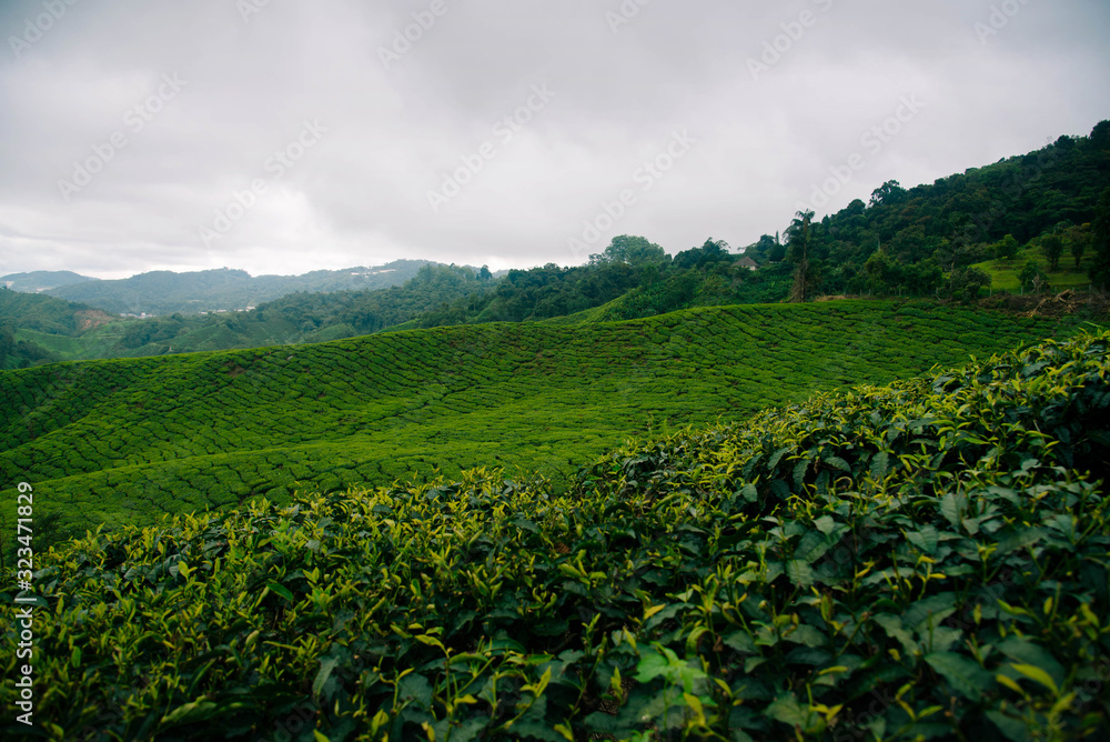 Tea Fields in the Cameron Highlands.