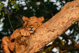 uganda wildlife hanging tree lion sleeping
