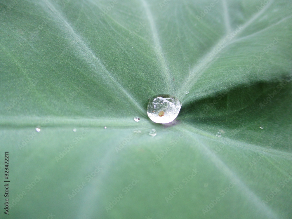 Poto water on the leaves like bubbles and do not stick to the wet leaves Poto water on the leaves like bubbles and do not stick to the wet leaves