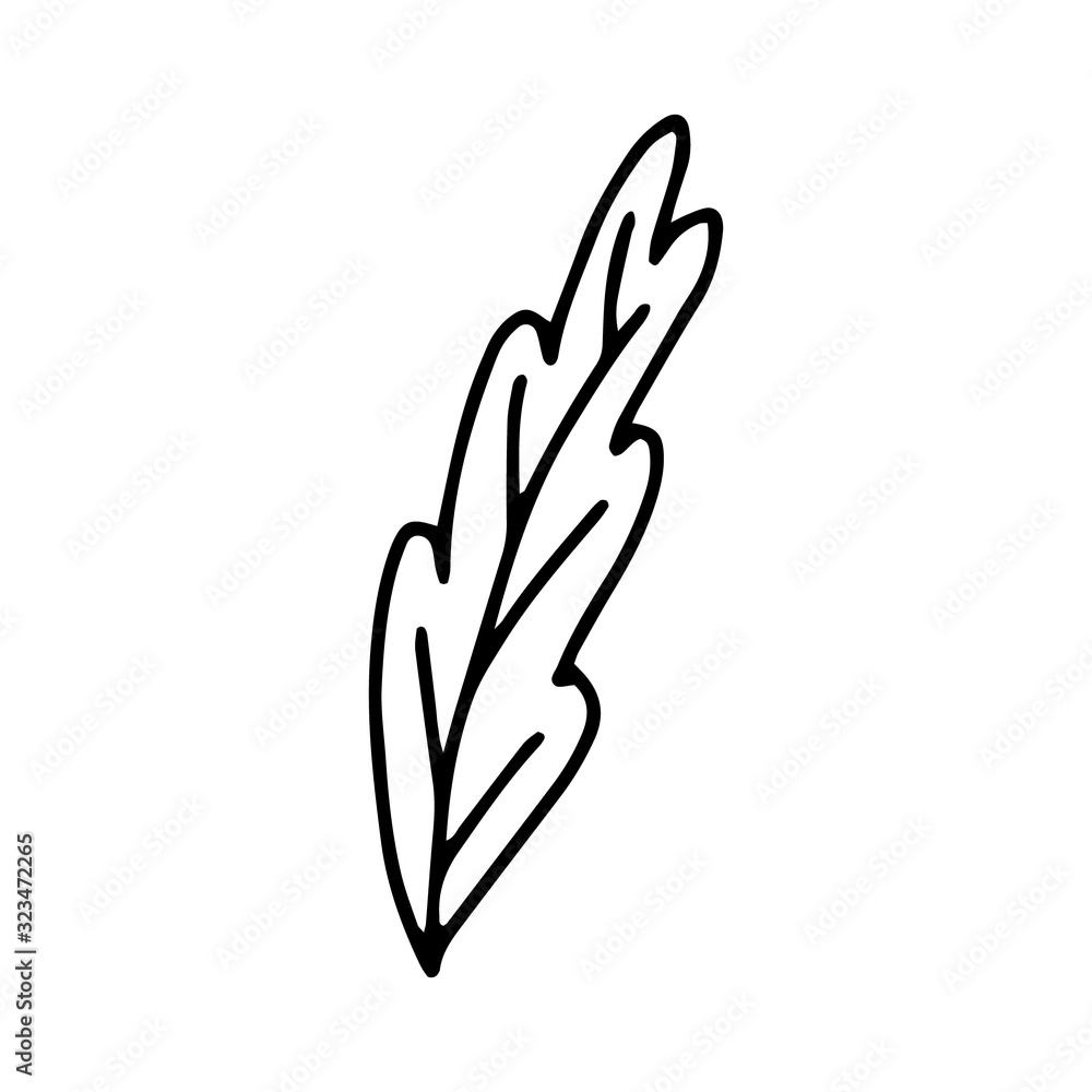 A leaf of a tree or flower is a hand-drawn drawing isolated on a white background.Black and white image.Flora and fauna.Floral design.Doodles.Vector