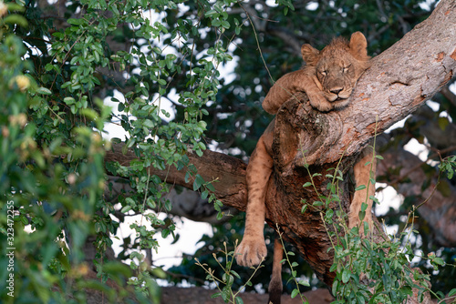 uganda wildlife hanging tree lion sleeping © EnricoPescantini