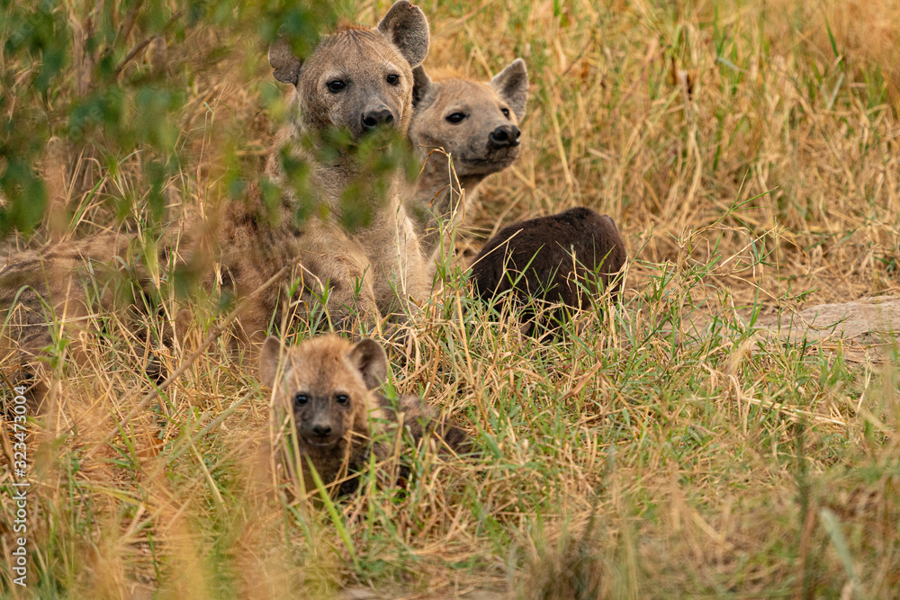 uganda wildlife hyena queen elizabeth uganda wildlife hyena queen elizabeth