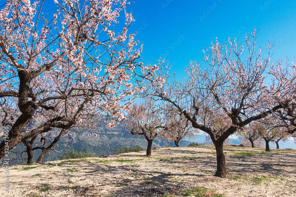 Flowering almond tree garden with blue sky background at sunny day in Spain Flowering almond tree garden with blue sky background at sunny day in Spain