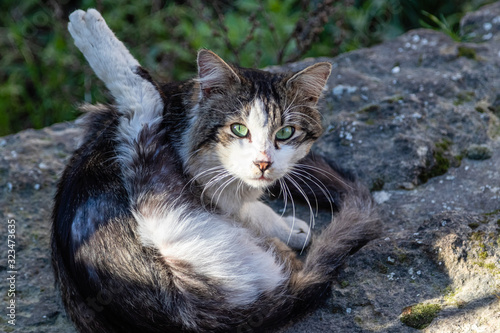 cat in the public garden of Saint-Eutrope hill, in Orange