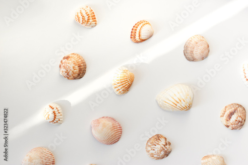 Summer concept, marine background. Different seashells on light background. Top view, flat lay