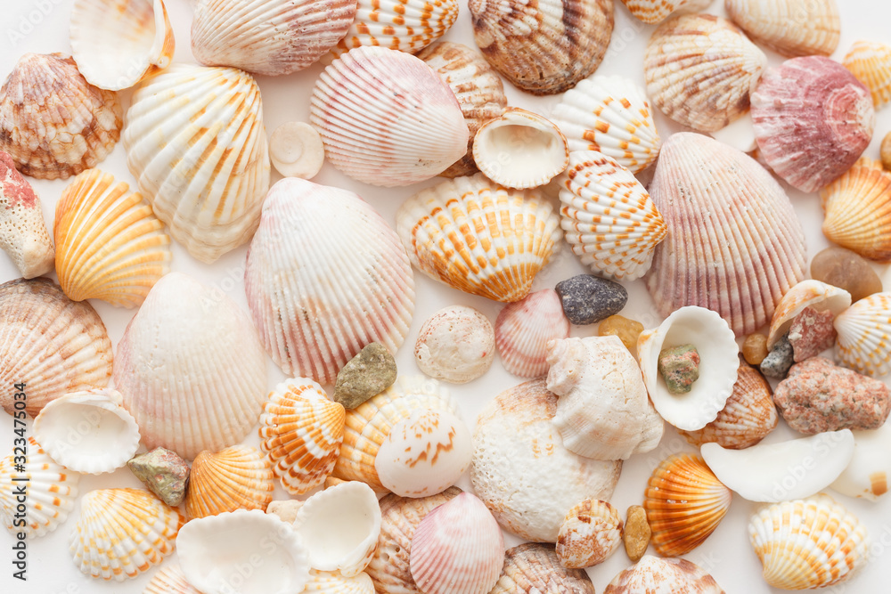 Seashells background seamless rexture, close-up view