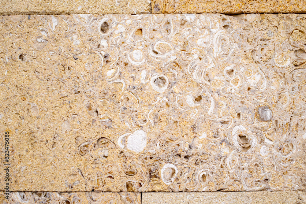 The decorated wall is made of carved pressed shell rock. Large inclusions of shells on a light yellow background for design on a building architectural theme