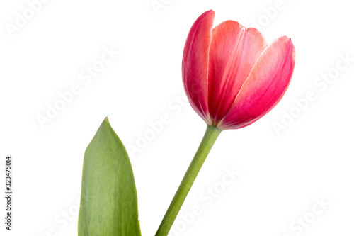 Single red tulip isolated on a white background