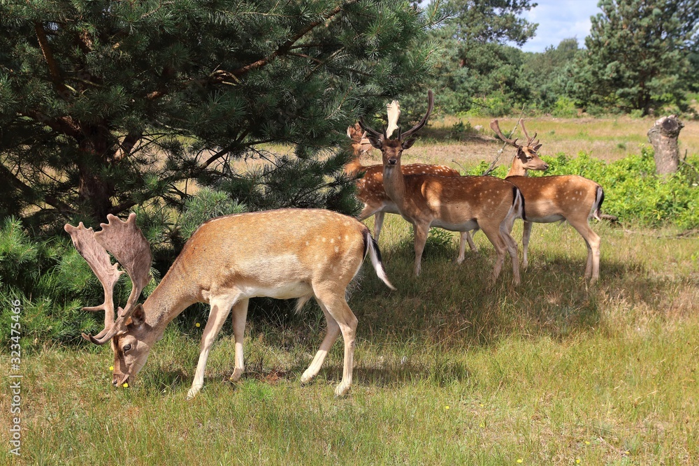 tier, deer, antilope, wild lebende tiere, säugetier, natur, wild, gras, impala, safari, gazelle, geweih, braun, wildnis, -hörner, -hörner, kenia, springbok, park, bock, feld, tierpark, Dammwild tier, deer, antilope, wild lebende tiere, säugetier, natur, wild, gras, impala, safari, gazelle, geweih, braun, wildnis, -hörner, -hörner, kenia, springbok, park, bock, feld, tierpark, Dammwild