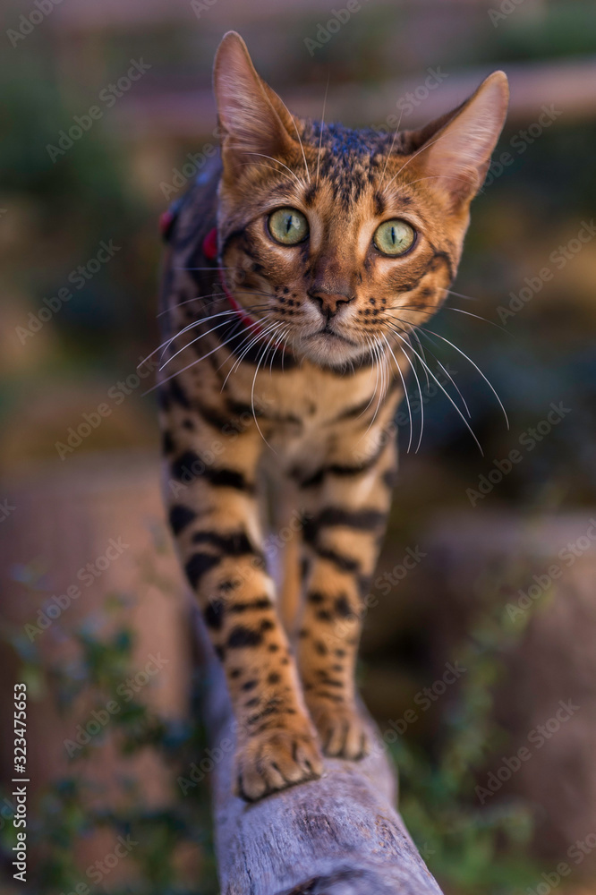 Fototapeta premium CAT