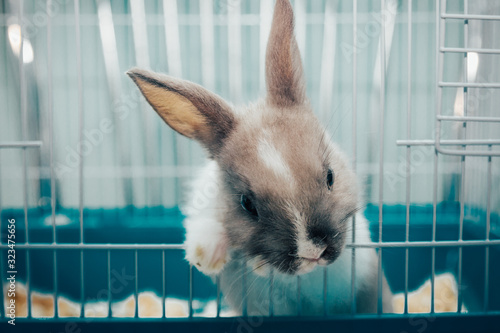 home rabbit in a cage
