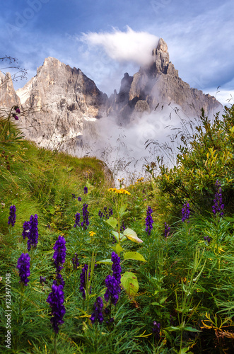 Wonderful Sunny Scenery of Dolomites mountains. Awesome alpine highlands in summer. Majestic Cimon della Pala peak with blue flowers under sunlight. Amazing nature landscape