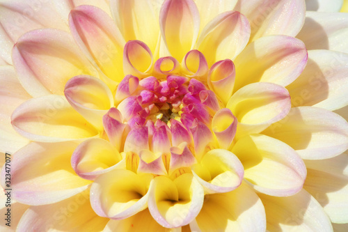 Dahlia flower