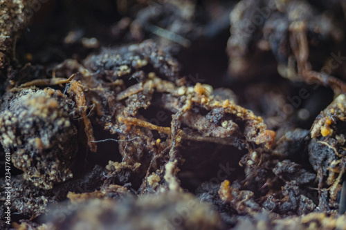 ants in anthill © vardan