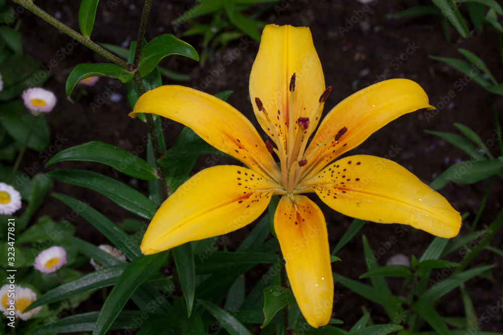 Beautiful lilium canadense is growing on a spring meadow. Close up. Beautiful lilium canadense is growing on a spring meadow. Close up.