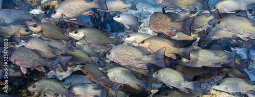 Hundreds of Mangrove Snapper (lutjanus griseus) gather at the entrance to underground springs to stay warm on a cold Florida winter's day. Cropped as a cover photo.