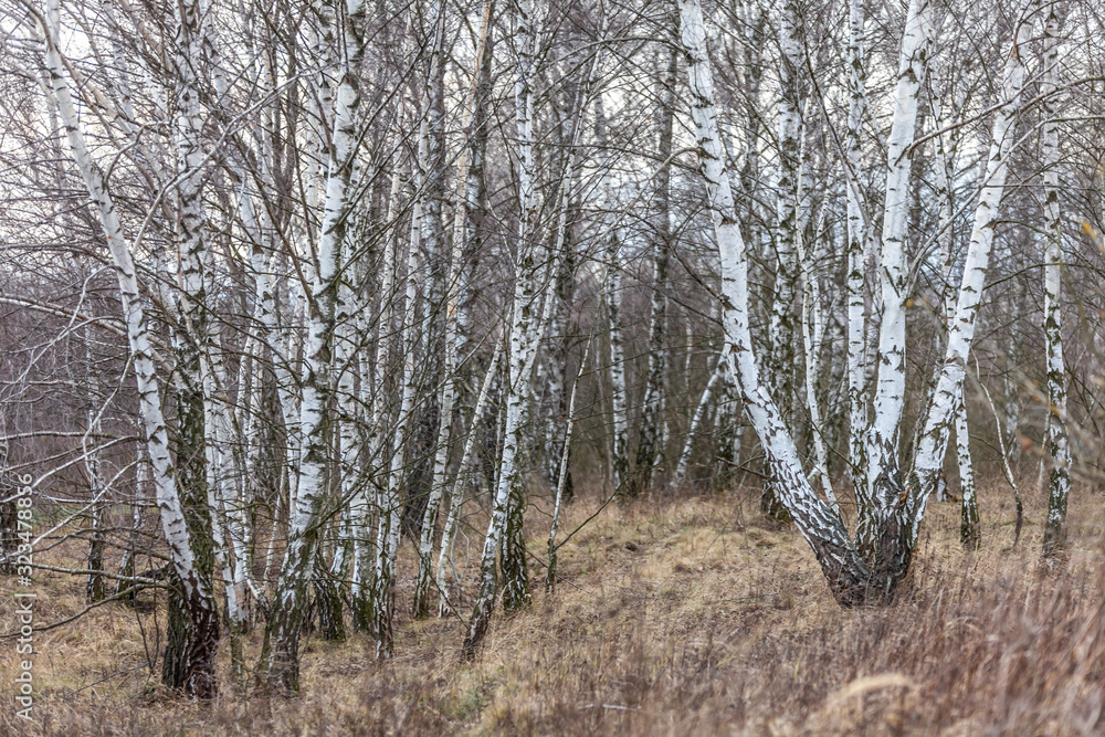 einblick in einen Wald aus Birken mit Stämmen und Ästen view of a birch forest einblick in einen Wald aus Birken mit Stämmen und Ästen view of a birch forest
