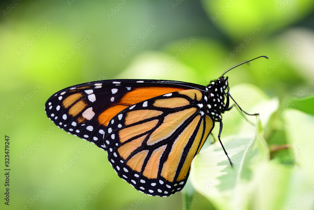Close-up of a monarch butterfly that glows orange in the bright forest against a green background and sits on a leaf Close-up of a monarch butterfly that glows orange in the bright forest against a green background and sits on a leaf