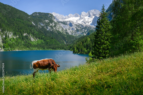 Cow in front of alpine lake with glaciated mountains in the background, Austria © auergraphics