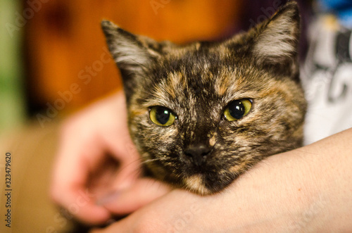 Cat thai animal portrait. photo