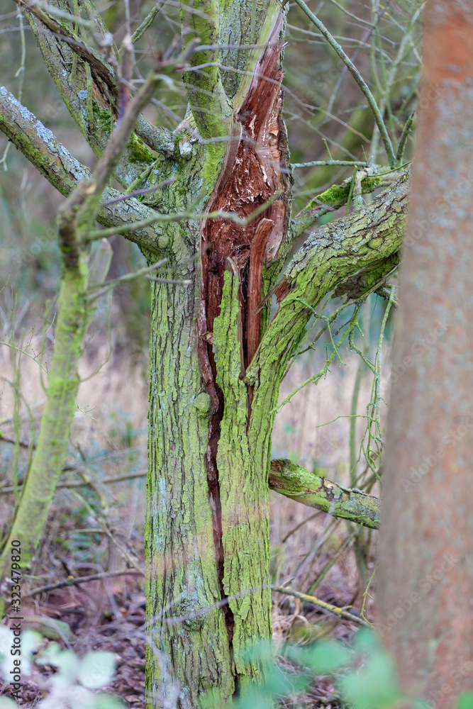 Sturmschaden gebrochen Baum durch Windböhe abgebrochen Sturmschaden gebrochen Baum durch Windböhe abgebrochen