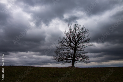deciduous tree in autumn on a coll cloudy day