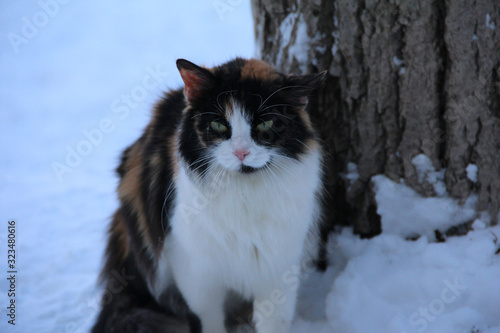 Frozen sad cat on a winter background. Spotted cat in the snow. Frozen paws.