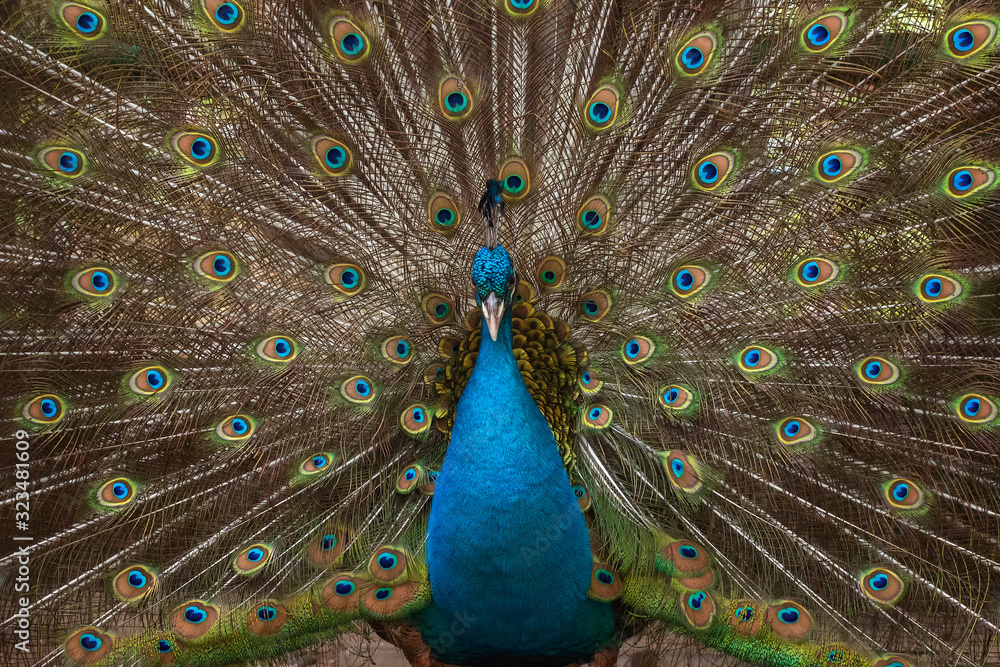 Fototapeta premium The beauty of the peacock tail 