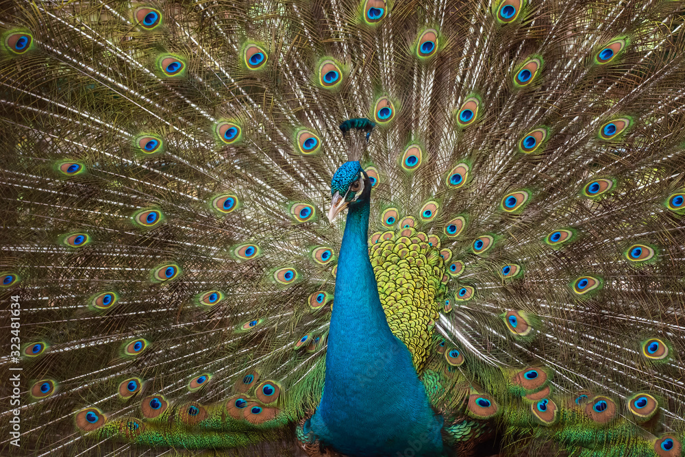 Obraz premium The beauty of the peacock tail 