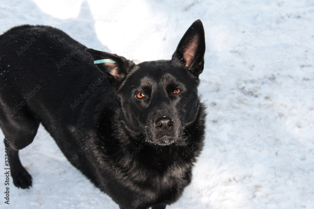 Black sterilized dog in the snow. Stray dog. Black sterilized dog in the snow. Stray dog.