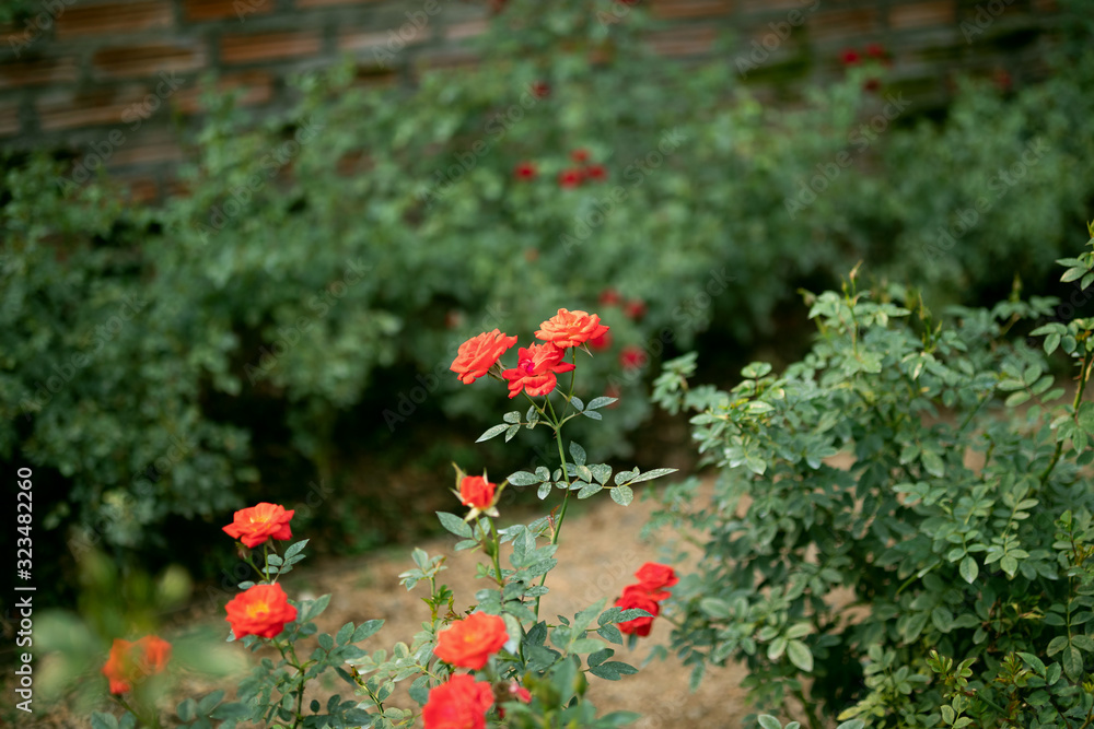 Beautiful colorful roses flower in the garden Beautiful colorful roses flower in the garden