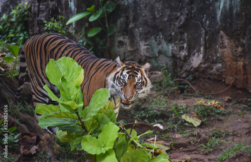 Sumatran tiger in the bush
