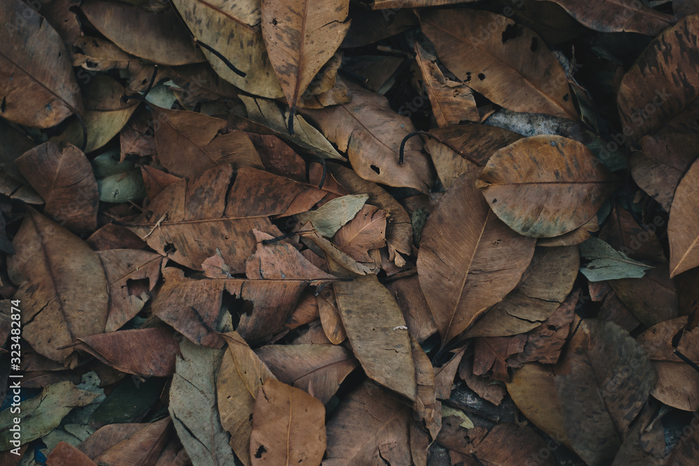 Leaves that are turning into fertilizer Leaves that are turning into fertilizer