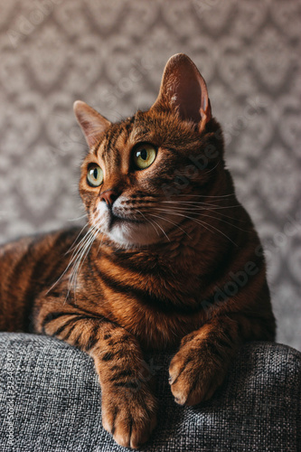 bengal cat mestizo lying, hanging legs, look to the side, close-up © Дарья Герасимова