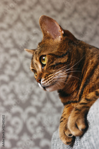 Fototapeta Naklejka Na Ścianę i Meble -  bengal cat mestizo lying, hanging legs, look to the side, close-up