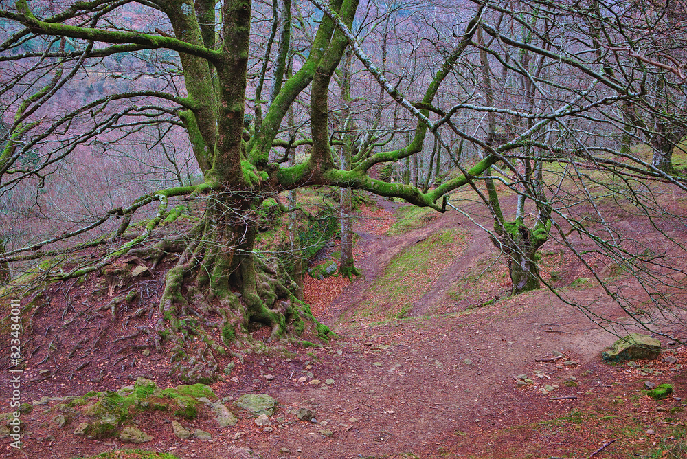 Winter in a beech forest Winter in a beech forest