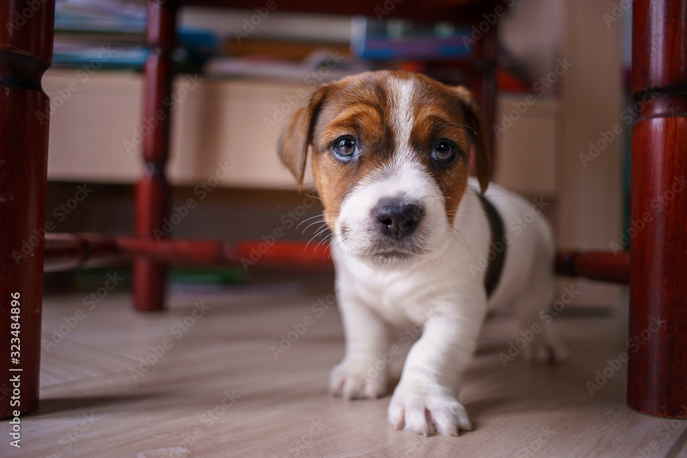 Curious, happy puppy dog jack russell terrier breed, isolated on a colorful blured background Curious, happy puppy dog jack russell terrier breed, isolated on a colorful blured background