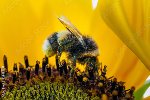 macro d'une abeille sur un tournesol